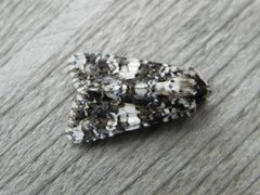 Marbled Coronet (Hadena confusa)