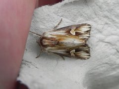 Purple Cloud (Actinotia polyodon)