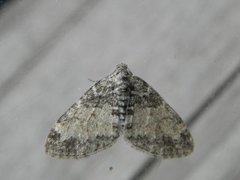 The Seraphim (Lobophora halterata)