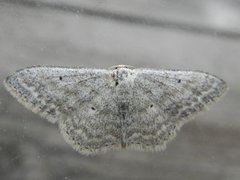 Cream Wave (Scopula incanata)