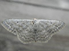 Bergurtemåler (Scopula incanata)