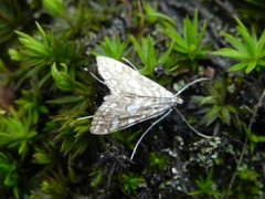Brown China-mark (Elophila nymphaeata)