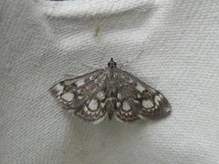 Hyllengmott (Anania coronata)