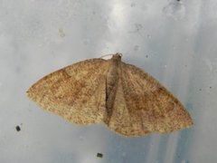 Barred Umber (Plagodis pulveraria)