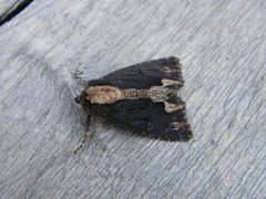 Bird's Wing (Dypterygia scabriuscula)