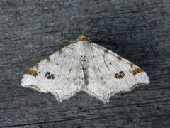 Peacock Moth (Macaria notata)