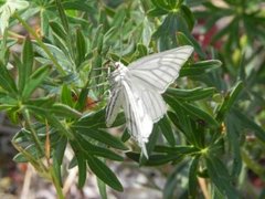 Ribbemåler (Siona lineata)