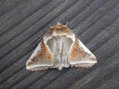 Buff Arches (Habrosyne pyritoides)