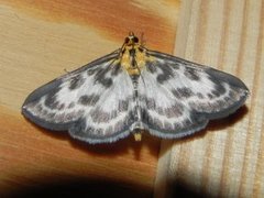 Small Magpie (Anania hortulata)