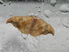 Scarce Hook-tip (Sabra harpagula)