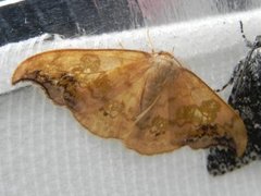 Scarce Hook-tip (Sabra harpagula)