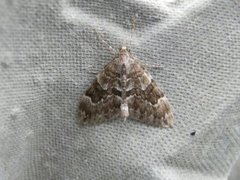 Spruce Carpet (Thera variata)