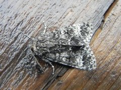 Ospekveldfly (Acronicta megacephala)