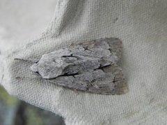 Grey Dagger (Acronicta psi)