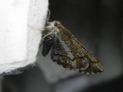 Bordered White (Bupalus piniaria)