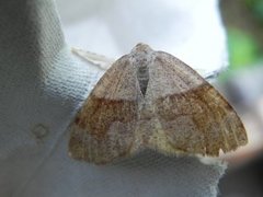 Barred Umber (Plagodis pulveraria)