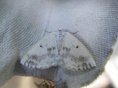 Clouded Silver (Lomographa temerata)
