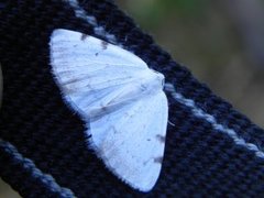 Toflekket hermelinmåler (Lomographa bimaculata)