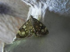 Elder Pearl (Anania coronata)