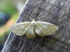 Small Yellow Wave (Hydrelia flammeolaria)