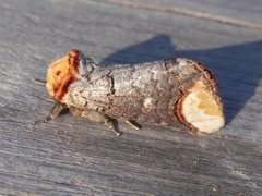 Buff-tip (Phalera bucephala)