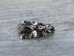 Marbled Coronet (Hadena confusa)