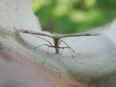Triangle Plume (Platyptilia gonodactyla)