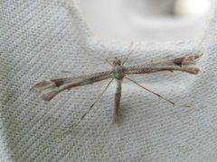Triangle Plume (Platyptilia gonodactyla)