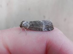 Common Lutestring (Ochropacha duplaris)