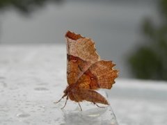 Flikmånemåler (Selenia lunularia)