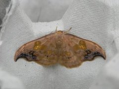 Scarce Hook-tip (Sabra harpagula)