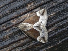 Beautiful Snout (Hypena crassalis)