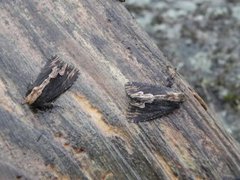 Bird's Wing (Dypterygia scabriuscula)