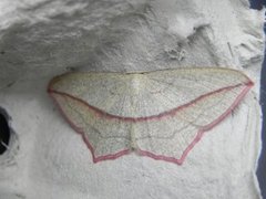Blood-vein (Timandra comae)
