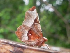 Praktmånemåler (Selenia tetralunaria)