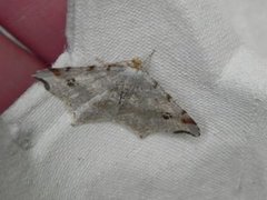 Sharp-angled Peacock (Macaria alternata)