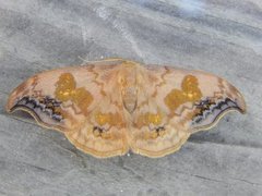 Scarce Hook-tip (Sabra harpagula)