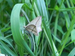 Blood-vein (Timandra comae)