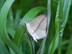 Blood-vein (Timandra comae)