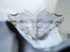 Sharp-angled Peacock (Macaria alternata)