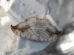 Pebble Hook-tip (Drepana falcataria)