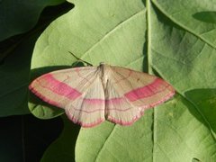 Karminmåler (Rhodostrophia vibicaria)