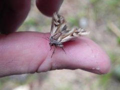 Purple Cloud (Actinotia polyodon)