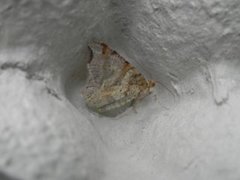 Sharp-angled Peacock (Macaria alternata)