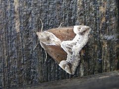 Beautiful Snout (Hypena crassalis)