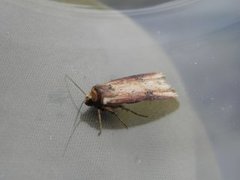 Flame (Axylia putris)