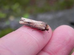 Dobbeltpunktfly (Axylia putris)