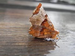 Lunar Thorn (Selenia lunularia)