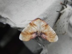 Scorched Wing (Plagodis dolabraria)