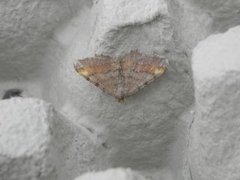 Tawny-barred Angle (Macaria liturata)